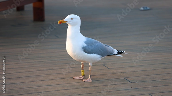 Fototapeta Seagull standing on a ship deck with leg band