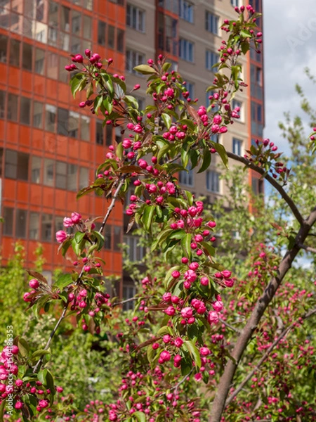 Fototapeta pink flowers on the branches of a apple tree in spring