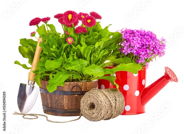 Fototapeta Spring flowers in the rustic wooden pot with garden tools, shovel, watering can, rope. Flowering and gardening landscape design. Isolated. PNG.