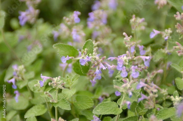 Obraz catnip (nepeta cataria)