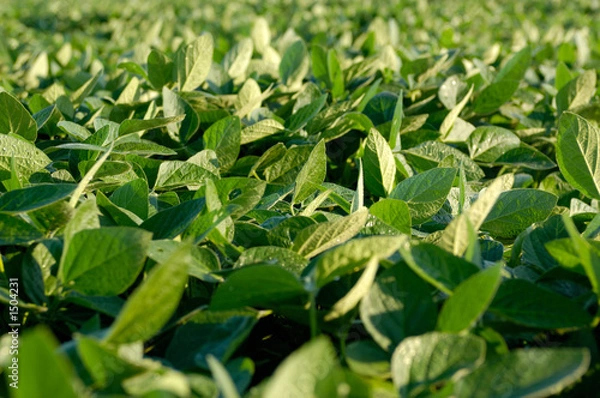 Obraz soy bean farming