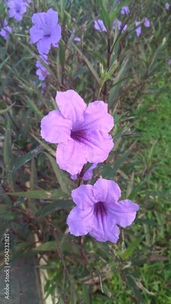 Obraz violet flowers in the garden