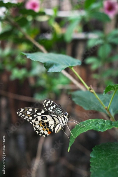 Fototapeta The butterfly is also known as the lime butterfly, lime swallowtail. These common names refer to their host plants, which are usually citrus species such as the cultivated lime.