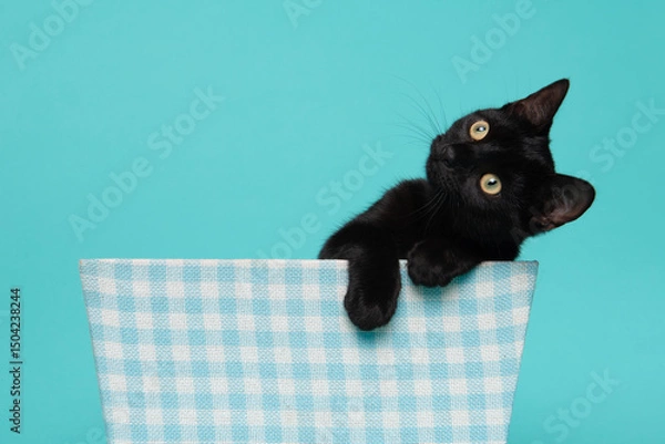 Obraz Cute black young cat, looking adorable in a blue and white basket on a blue background