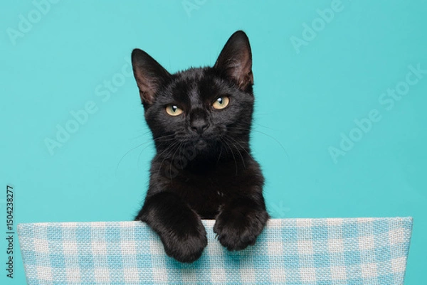 Obraz Cute black kitten, young cat looking up with a day dreaming look hanging over a basket on a blue background