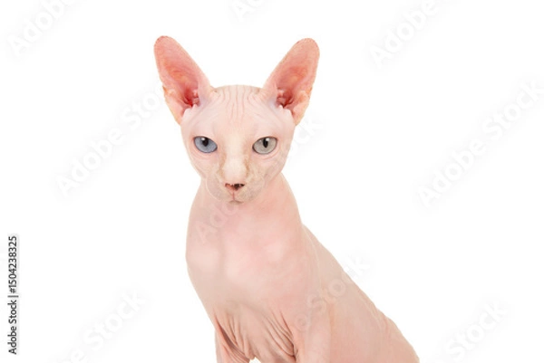 Fototapeta Portrait of a sphynx cat looking at the camera isolated on a white background