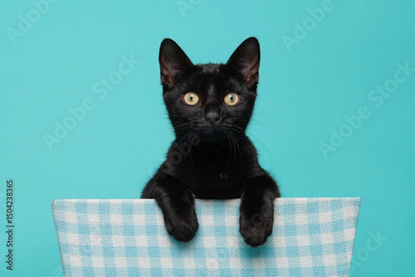 Obraz Cute black kitten, young cat looking straight at the camera hanging over a basket on a blue background