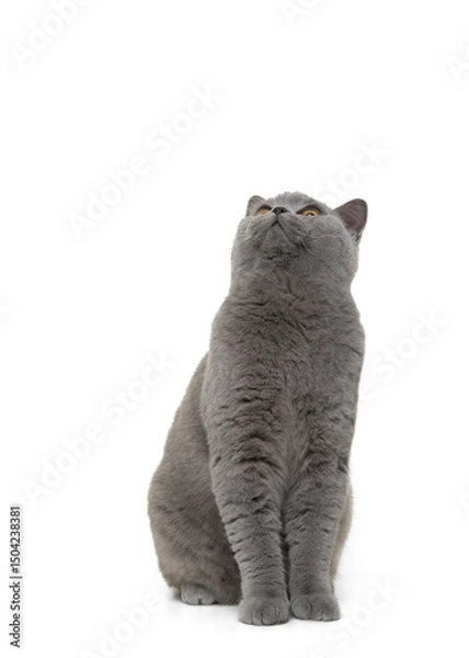 Obraz British shorthair cat looking up isolated on a white background