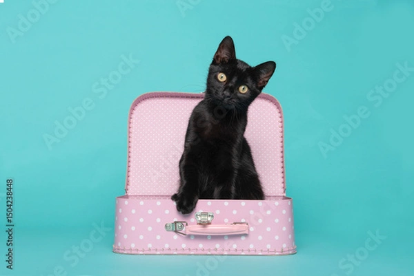 Obraz Adorable black young cat in a pink suitcase on a turquoise blue background