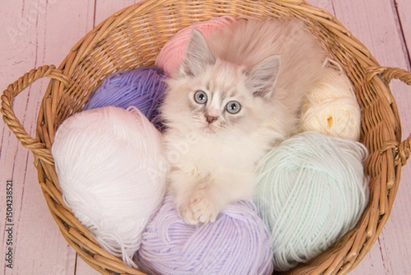 Obraz Cute ragdoll kitten in a basket  with balls of wool