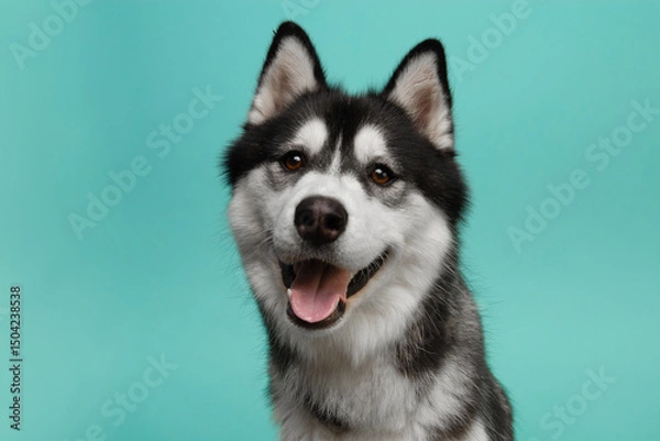 Fototapeta Portrait of a pretty husky dog looking at the camera on a blue background