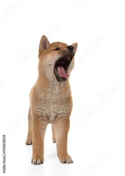 Obraz Shiba inu standing a yawing with mouth wide open, isolated on a white background
