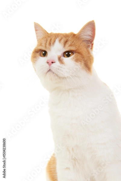 Obraz Portrait of a orange and white british shorthair cat on a white background