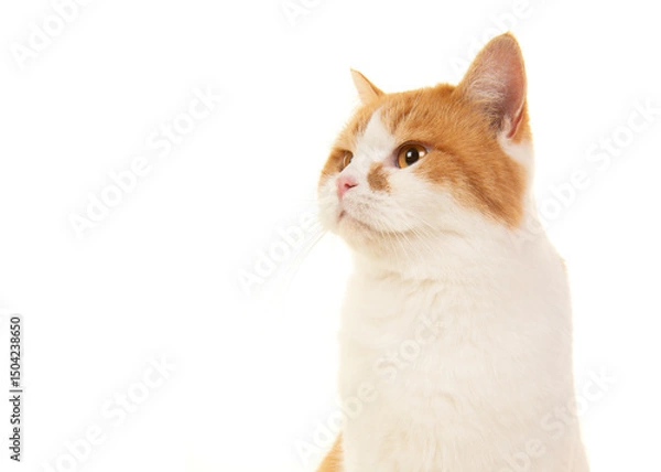 Fototapeta Portrait of a ginger and white british shorthair cat looking away, isolated on a white background