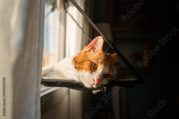 Fototapeta Brown and white cat with yellow eyes lying on a hammock by the window. close up