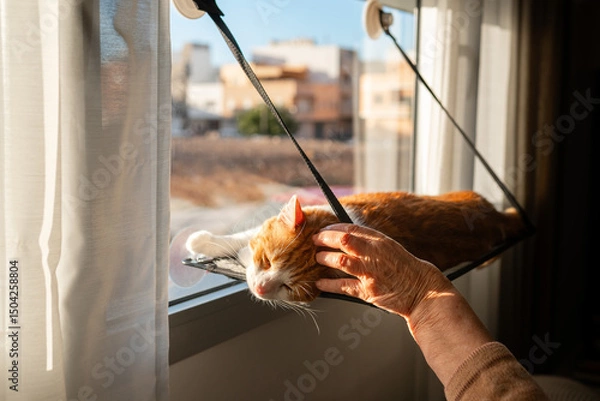 Fototapeta Brown and white cat lying on a hammock by the window enjoys the caresses of a senior human hand