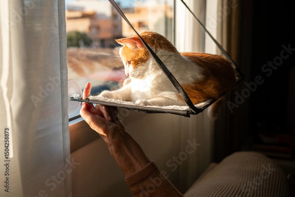 Fototapeta  A Senior human hand plays with a Brown and white cat lying on a hammock by the window 