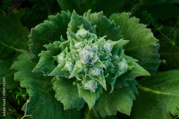 Fototapeta Close view of a vibrant green plant with intricate leaves and buds