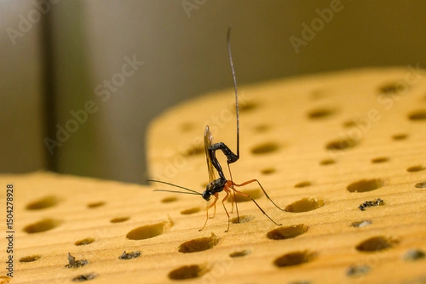 Fototapeta a female sabre wasp with a long tail laying eggs in a tree trunk, german insect of the year 2025	