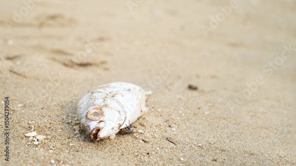 Fototapeta A dead fish lies on the sandy beach, surrounded by grains of sand, highlighting the impact of pollution on marine life.