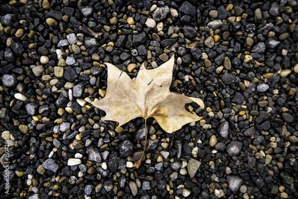 Obraz Dry leaf in autumn
