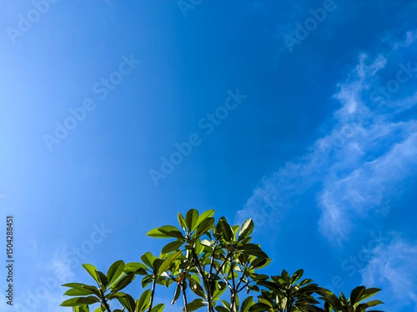 Fototapeta The vibrant blue sky dominating the frame, with a few soft, wispy white clouds scattered across its expanse. In the lower, fresh green leaves from a tree branch extend into the scene.