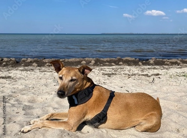 Obraz Hund am Strand