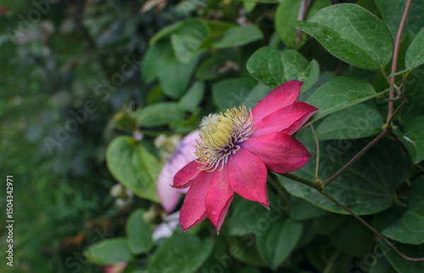 Fototapeta side view of a large red clematis flower with yellow stamens