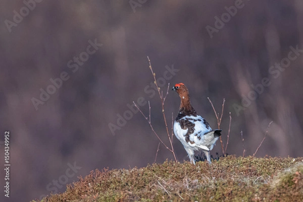 Fototapeta Ptarmigan