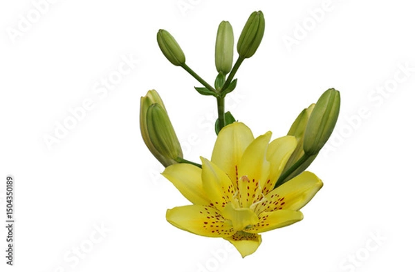 Obraz Flowers and buds of yellow tiger lilies isolated on white background.