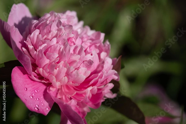 Obraz Pink peony with drops of water on the petals on a blurred natural background. Selective focus.