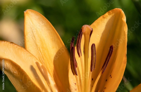 Obraz Close-up of orange Daylily flower illuminated by bright sunlight.