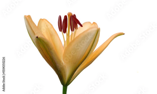 Obraz Orange Daylily flower isolated on white background.