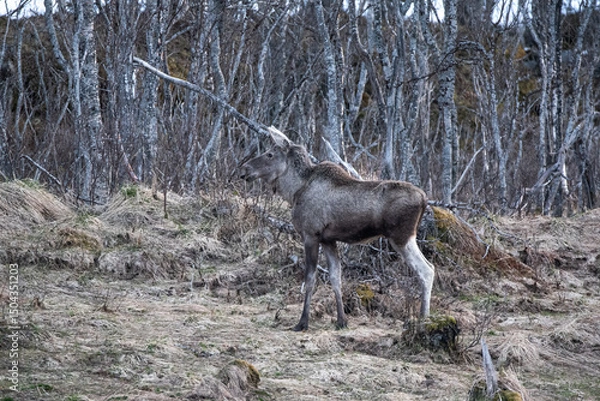 Fototapeta moose