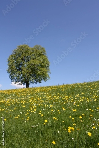 Obraz Blumenwiese mit Baum