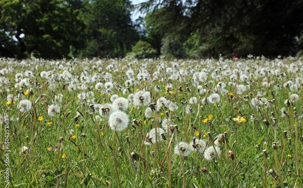 Fototapeta View across a field of Dandelion clocks, Derbyshire England

