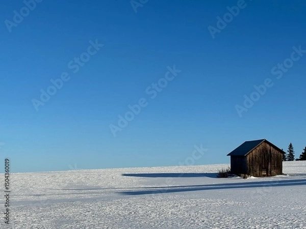 Fototapeta A rustic wooden barn stands alone in a snow covered field under a vast, clear blue sky in north Sweden.