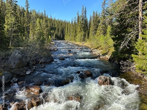 Obraz River rushing through a dense, green forest under a blue sky.
