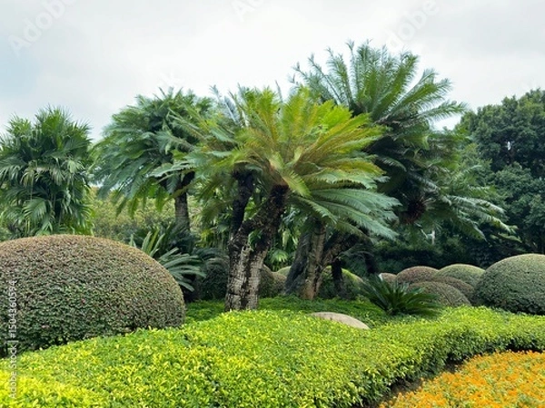 Obraz Vibrant tropical garden scene filled with lush green palm trees and trimmed bushes under a cloudy sky.