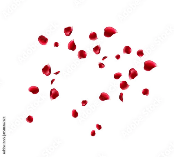 Obraz Flying red rose petals on a white background. Floating flower