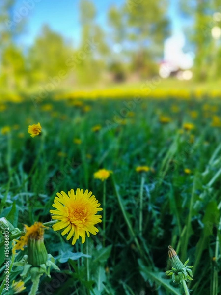 Fototapeta Blooming Beauty: Close-Up of Vibrant Dandelions in Natural Setting
Concept: Nature, flora, biodiversity
