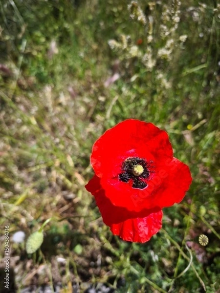 Obraz red poppy flower