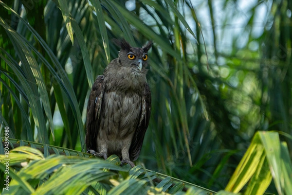 Fototapeta The dusky eagle-owl (Ketupa coromanda) is an owl species in the family Strigidae that is widespread in South and Southeast Asia. The type specimen used to describe the species was collected on the Cor