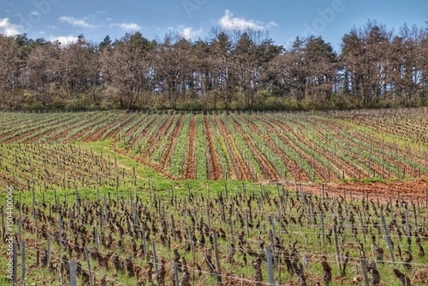 Obraz Paysage d’un vignoble bourguignon 