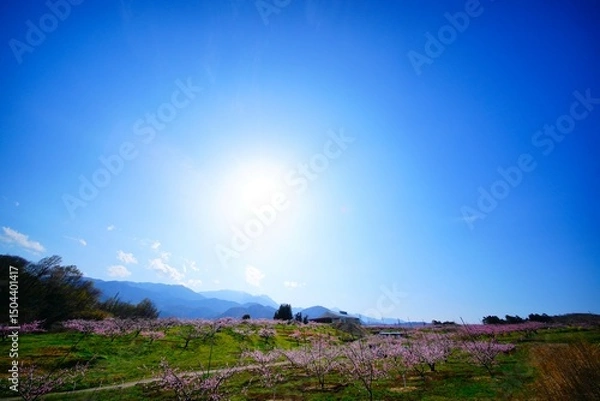 Obraz 桃の花咲く道