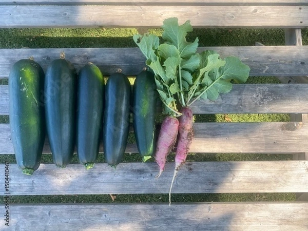 Obraz Close-up of homegrown zucchinis and radishes arranged on a rustic bench, next to garden-fresh soil.