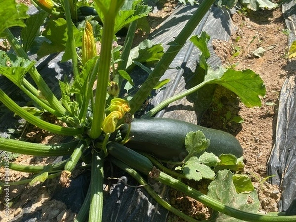 Obraz Close-up of a zucchini plant growing in soil with visible flowers and a large mature fruit.