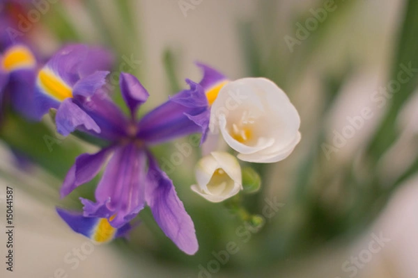 Fototapeta Bouquet de fleurs