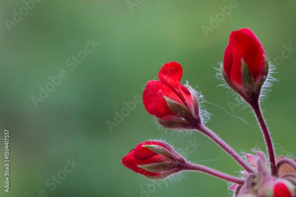 Fototapeta A zonal geranium with red colours. Copy space. Space for text. Horseshoe geranium. Pelargonium zonale.