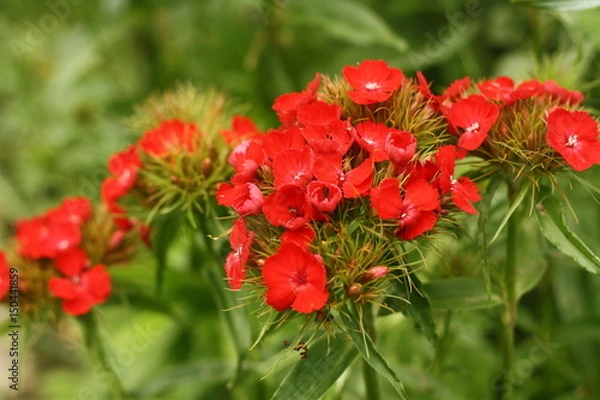 Obraz Fleur rouge